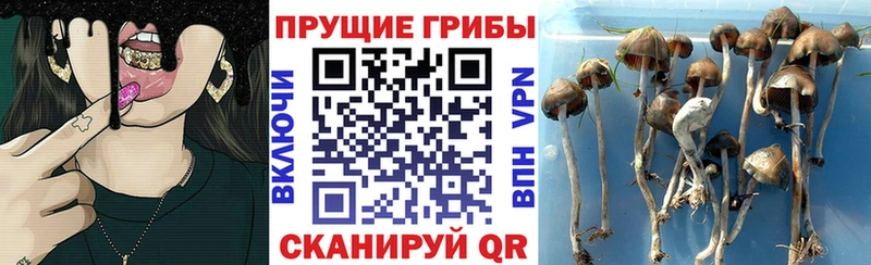 Галлюциногенные грибы Cubensis Багратионовск